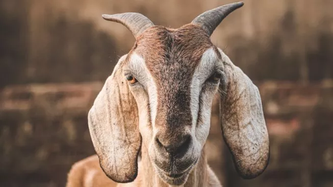Kambing Qurban